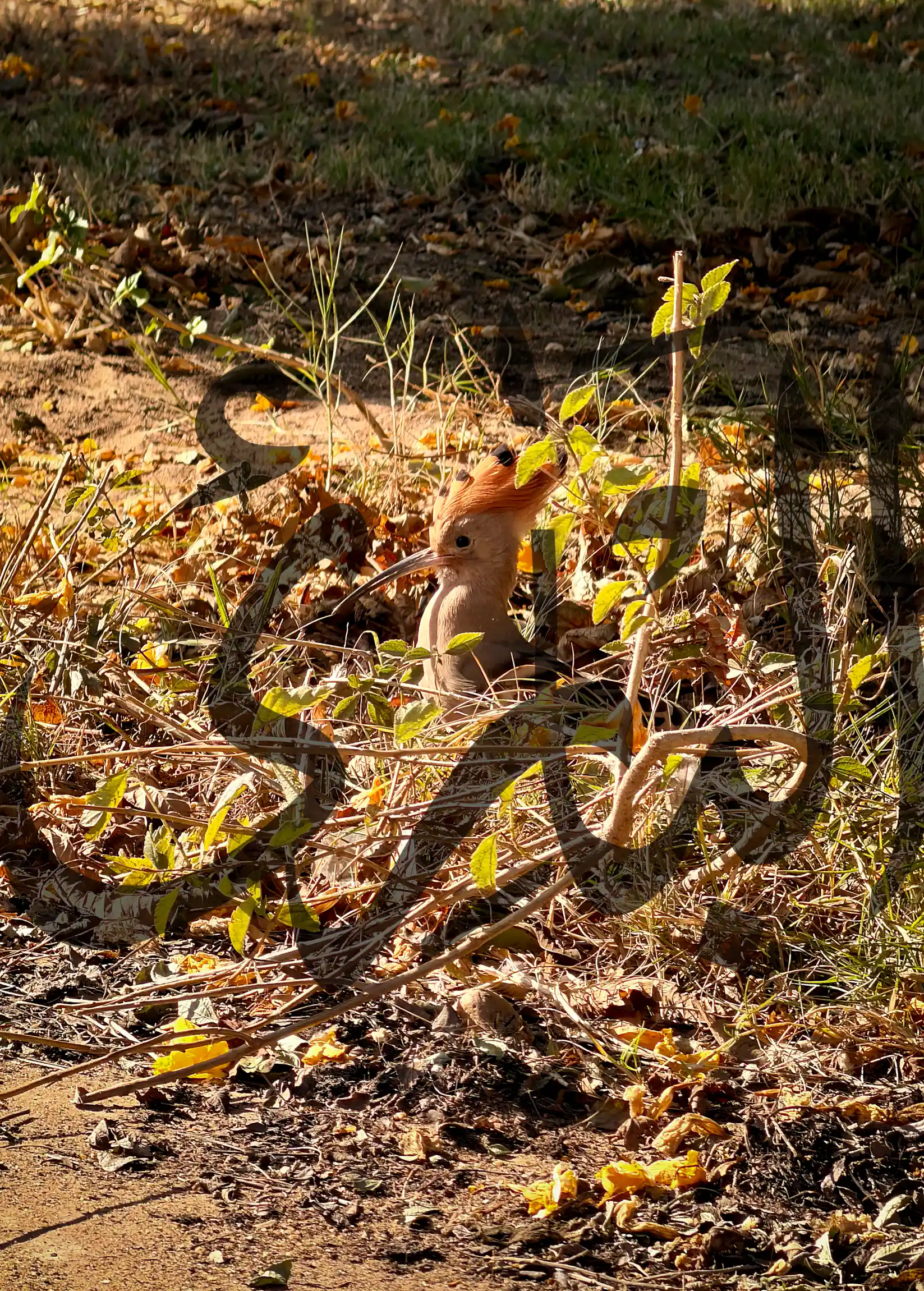 This image describes Al-Bari name from 99 names of Allah by Omar Elsayed