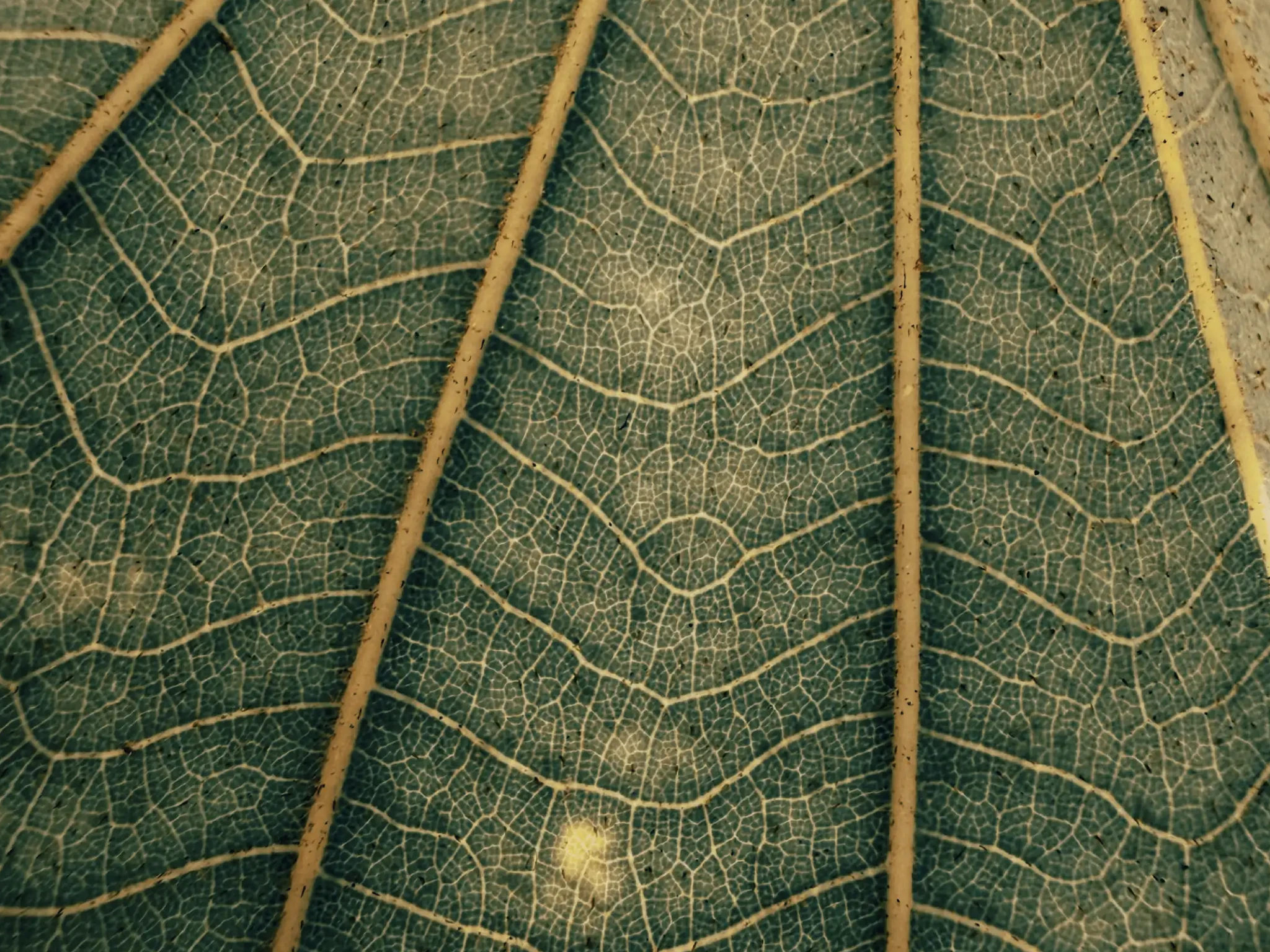 Micro Collection by Omar Elsayed