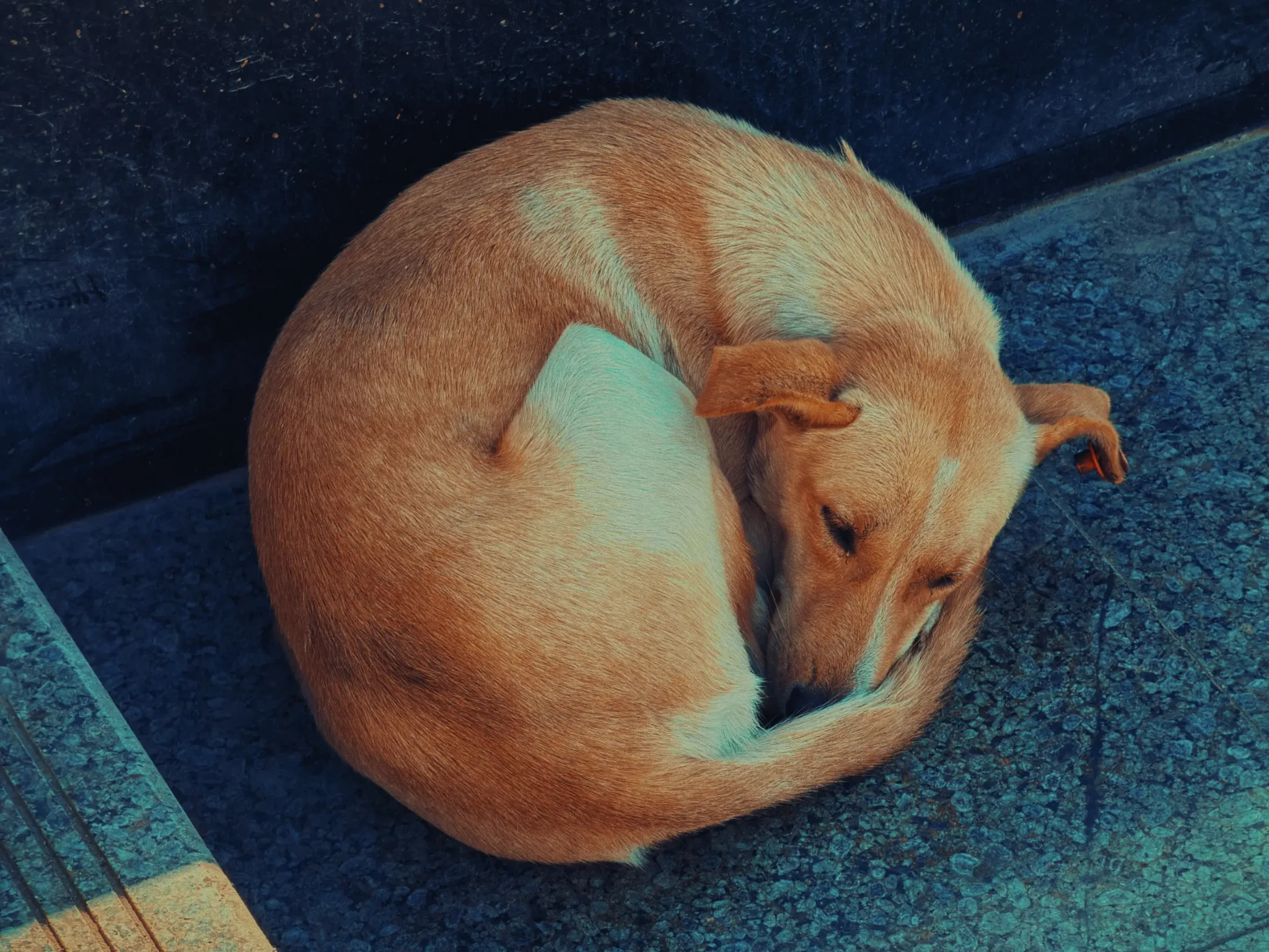 Dogs Collection by Omar Elsayed